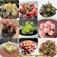 100pcs Mixed Succulent ​seeds for Planting Garden Decoration Items Flower Plant Herb Seeds Easy To Germinate Fast Grow
