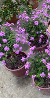 🌳紫色馬櫻丹6吋盆  實物拍攝室內植物 觀葉植物 綠化植物