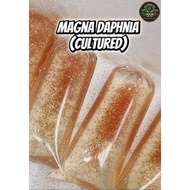 Daphnia Aquarium Feeding Tool w/yeast best for Breeding Daphnia Starter