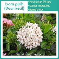 PBN - Ixora putih (daun kecil) - Pokok bunga nursery white flower landscape garden real live plant s