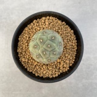 習志野 | 仙人掌科 | 多肉 仙人掌 | Tephrocactus geometricus