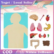 Human Body Color 3D Organ Sticker / Body Parts Set / Human Body Parts Learning Felt Board Set For To