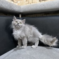 Anak Kucing Kucing Persia Betina Super Gondrong
