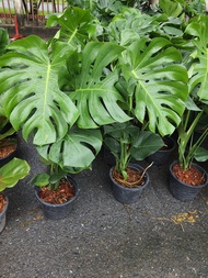 ต้นมอนสเตอร่า (monstera) ไม้ฟอกอากาศ ไม้ประดับ ต้นสูง 90-100ซม. จัดส่งพร้อมกระถาง11นิ้ว