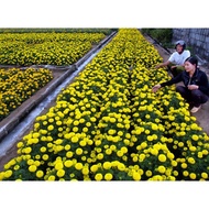 1000 Dwarf Golden Marigold Seeds 35-40 cm