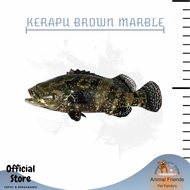 IKAN PREDATOR KERAPU AIR TAWAR JUMBO