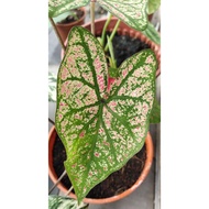 Caladium rare species / Indoor Plant / Real Live Plant / Office Plant / House &amp; Garden