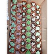 ABBY LE SHOP CACTUS/ SUCCULENT COLLECTION 005