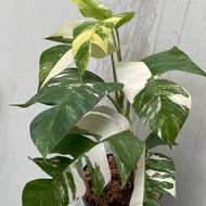 epipremnum pinnatum variegata / varigata monstera ekor naga