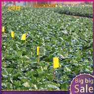 100 Pack Dual-Sided Sticky Traps Waterproof Double Sided Sticky Trap for Gnats Bugs Sticky Traps for