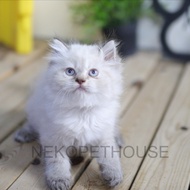 Himalaya Kitten Anak Kucing Lucu Betina