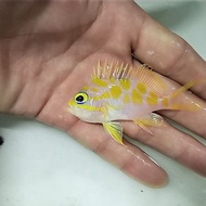 ikan hias laut anthias jepang