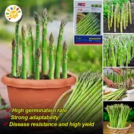 100% Original Sweet Green Asparagus Seeds (10 Seeds/pack) High Yield F1 Asparagus Seeds Balcony Pott