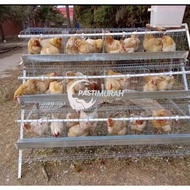 Sangkar Ayam Penelur.Layer Cage