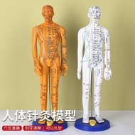 Whole body Acupoint Model Human meridian Model Human meridian Model Human Acupoint Model Human merid