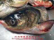 【海鮮7-11】鰱魚頭剖半   300克上/包  魚頭肉質細嫩、營養豐富。**單包175元**
