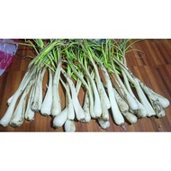 Sakurab Palapa Lasona