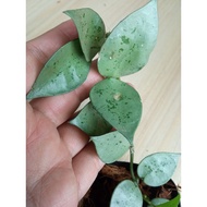 Hoya Krohniana Eskimo Silver (rare)