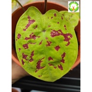 INDOOR PLANT - Caladium rare- "Green Monster" for HOME/OFFICE decoration
