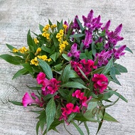 beli 2 Free pot-pokok bunga balung ayam kuning merah pink berbunga lebat pilih je