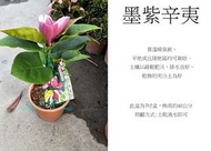 心栽花坊-墨紫辛夷/墨紫玉蘭/墨子木蘭/改良四季品種/觀花植物/綠化植物/嫁接苗/售價900特價750
