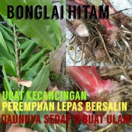 Bonglai Hitam@lempoyang gajah, Halia Hitam hutan,bola itam, sejenis herba renek, byk khasiatnya