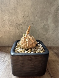 龜甲蘿藦 多肉植物 塊根 仙人掌 盆栽