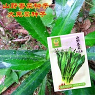 Coriander Coriander Seeds Yunnan Mountain Wild Coriander Vegetables Vegetables Four Seasons Seeds Co