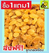 ส่งฟรี!! ซื้อ 1 ฟรี 1 ( ขนาด 500กรัม ฟรี 500กรัม ) ลูกเกดสีทอง พร้อมทาน เกรด A Golden Raisins คุณภาพดี ไม่มีส่วนผสมของน้ำตาล เหมาะสำหรับทุกวัย Premium Quality Products ลูกเกดสีเหลือง ลูกเกดเหลือง เกดเหลือง  ลูกเกดทอง