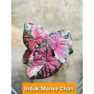 Keladi Thai Rare, Caladium 🥀 Manee Chan 🥀