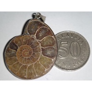 Natural Conch Fossil Ammonite Fossil Pendant 天然斑彩螺风水螺吊坠