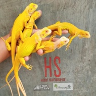 SNOW IGUANA iguana snow mewah premium