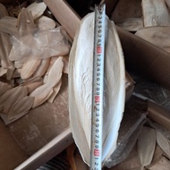 Giant Squid Follicles for Birds