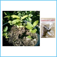 △ ❏ ✉ green tea plant seeds camellia sinensis