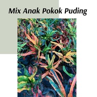 (Real Plant) Mix Anak Pokok Puding  live outdoor plant hijau oren kuning puding plants