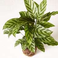 Seeds 【COD】10pcs Rare Calathea Seeds Air Freshening Plants Seeds #SW1 Plantable ONH7