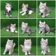 Jual Kitten Persia Anak Kucing Angora Anggora Lucu Flatnose -