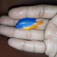 betok kupang laut