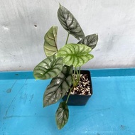 龍鱗觀音蓮/銀脈觀音蓮/蜜瓜觀音蓮(三盆$220)