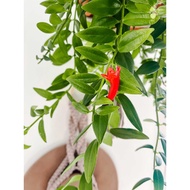 Live Aeschynanthus Lipstick Plant - Hanging Flower Plant with Red Blooms for Home Indoor Garden or B