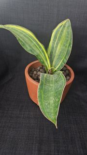 寶扇錦虎尾蘭 盆栽