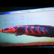 ikan channa red barito gradeA 8-9cm