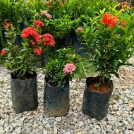 GPS Green Plant Society Live Plant Ixora Chinensis 龙船花 仙丹花 9x9