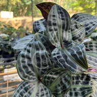 TKL - Geogenanthus Poeppigii Seersucker Plant 泡泡龙银波草