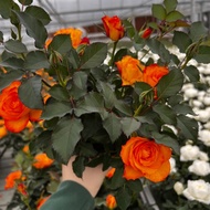Plantsman | Bunga Ros / Pokok Bunga Ros Hidup / Danish Rose /Denmark Roses/ 月季花；玫瑰 (Tahan Panas)