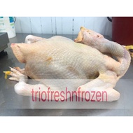 菜园鸡/走地鸡/kampung chicken/ village chicken