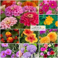 🌱 Summer Flowers 🌱Gerbera daisy🌱 Zinnia 🌱Hibiscus 🌱 Hydrangea 🌱Begonia rose 🌱Petunia🌱outdoor plant🌱R