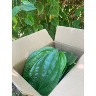 Daun Sirih Makan Ubat Sirih Junjung Hantaran Tunang Kawin