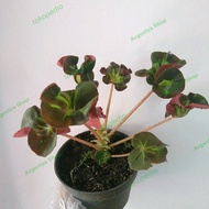 Tanaman hias Begonia - Begonia keriting - begonia cathedral - begonia