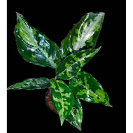 Sindo - Aglaonema Pictum Tricolor Live Plant 6QLP1YZJ83